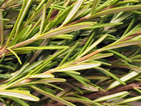 Primer plano de ramitas de romero infusionándose en una botella de aceite de oliva