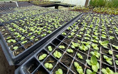 Foto comparativa: bandejas de germinación profesionales frente a contenedores reciclados como envases de yogur o cartones de huevo preparados con orificios de drenaje.