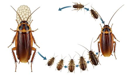 Ilustración detallada del ciclo de vida de la cucaracha del Pacífico, mostrando la producción y consumo de leche