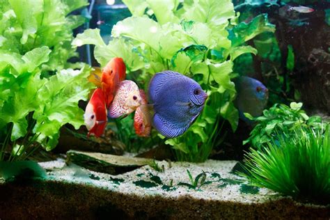 Fotografía de un pez disco adulto cuidando a sus crías en el acuario