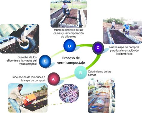 Esquema del proceso de vermicompostaje: desde los residuos orgánicos hasta la obtención de humus y lixiviados