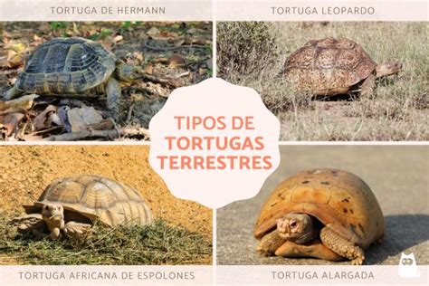 Infografía: Tipos de alimentos y porcentajes para tortugas terrestres