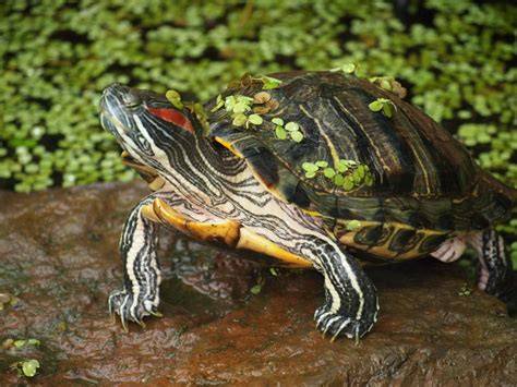 Fotografía de tortuga de orejas rojas comiendo vegetales