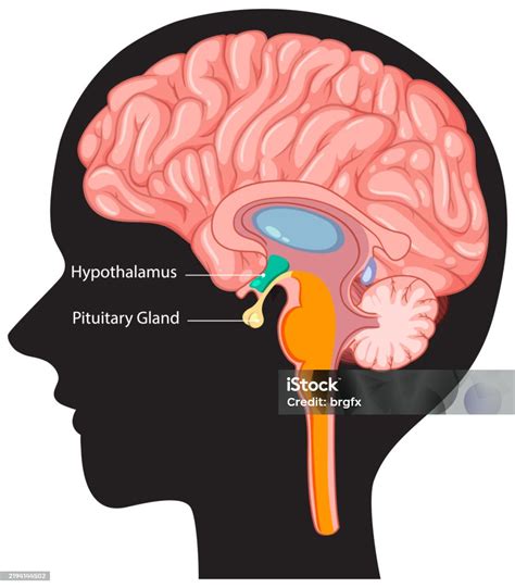 Ilustración de un cerebro con centros de placer resaltados, indicando la reacción a la comida.