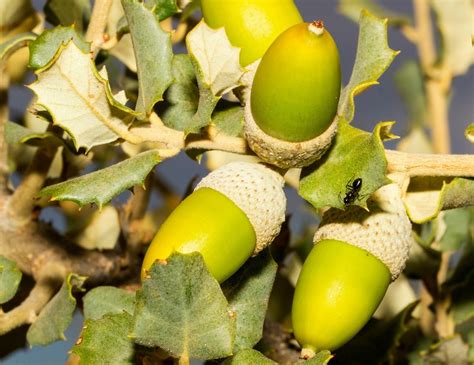 Ilustración de bellotas frescas caídas de una encina en otoño