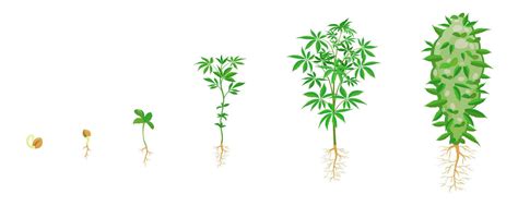 Infografía o esquema sobre las fases de floración del cannabis y el momento óptimo para la aplicación de fertilizantes