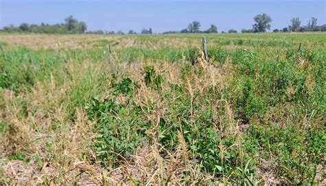 Campo de lentejas con malezas, mostrando el impacto negativo en el cultivo