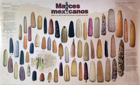 mapa de la diversidad del maíz en México