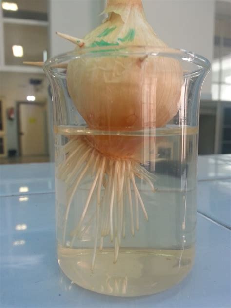 Punta de la raíz de cebolla en crecimiento.