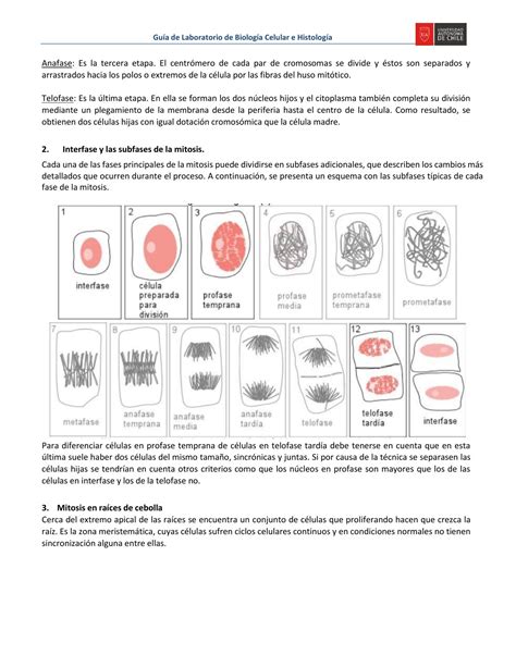 Ilustración de las etapas de la mitosis en células de cebolla.