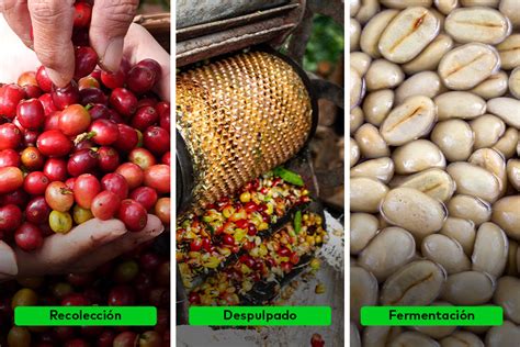 Infografía comparativa: composición química de la semilla de café frente a la semilla de cacao, destacando cafeína, polifenoles y flavonoides.