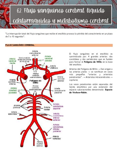 Gráfico: flujo sanguíneo cerebral y mejora cognitiva mediante la ingesta combinada de cacao y cafeína.