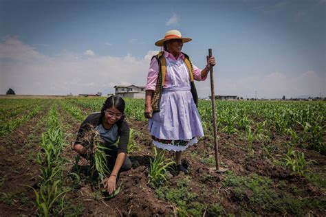 Mujer indígena seleccionando granos de maíz para siembra