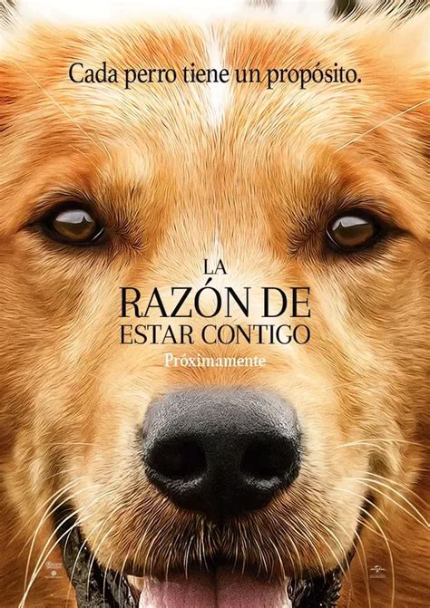 Póster oficial o imagen promocional de la película La razón de estar contigo con los protagonistas caninos