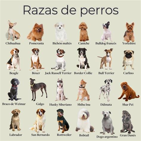 Infografía que muestra las diferentes razas y nombres de las reencarnaciones del perro a través de las décadas