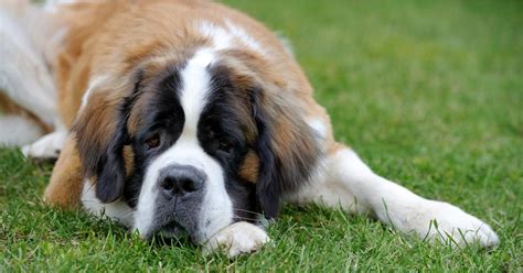 Escena emotiva de un perro San Bernardo mezclado jugando en el campo con un hombre adulto