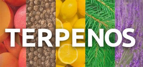 Diagrama de los terpenos dominantes en la Auto Blackberry Kush