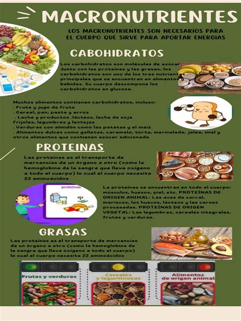Infografía ilustrativa sobre la distribución de macronutrientes: proteínas, vegetales y grasas saludables en un plato equilibrado.
