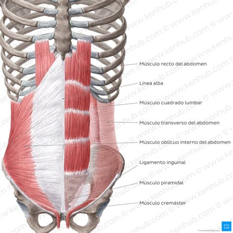 Ilustración anatómica del abdomen femenino con énfasis en los músculos profundos y el suelo pélvico.