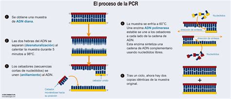 Esquema de la técnica PCR para análisis genético