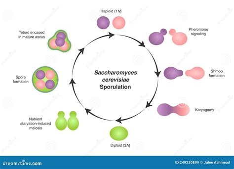 Esquema de una célula de Saccharomyces cerevisiae mostrando su estructura unicelular y proceso de gemación
