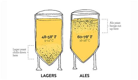 Gráfico comparativo de rangos de temperatura para fermentación Ale vs Lager y su impacto en el perfil de sabor
