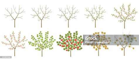 Ilustración de la floración de un manzano