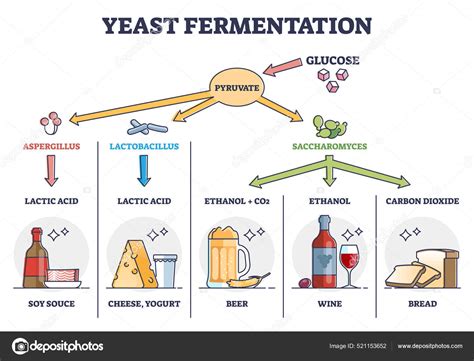 Esquema que muestra el proceso de fermentación: microorganismos (bacterias, hongos, levaduras) transformando la materia prima en un producto fermentado.
