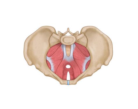 Diagrama de la musculatura del suelo pélvico femenino y su funcionamiento durante las contracciones vaginales