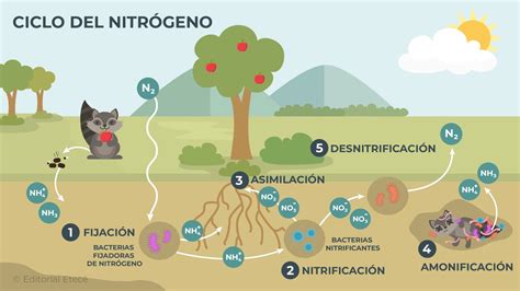 Esquema de la curva de absorción de nitrógeno y potasio en el ciclo del arroz