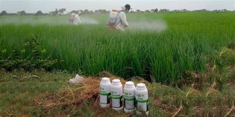 Diseño experimental en campo para la evaluación de fertilizantes en arroz