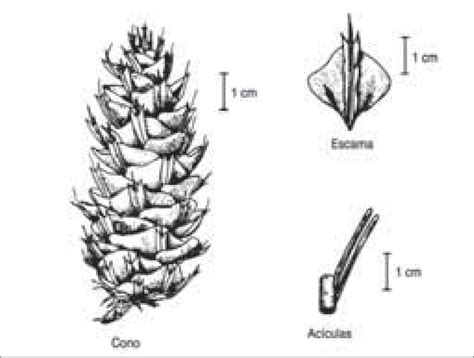Comparativa visual de las acículas y piñas del pino insigne (Pinus radiata) y el pino canario (Pinus canariensis).