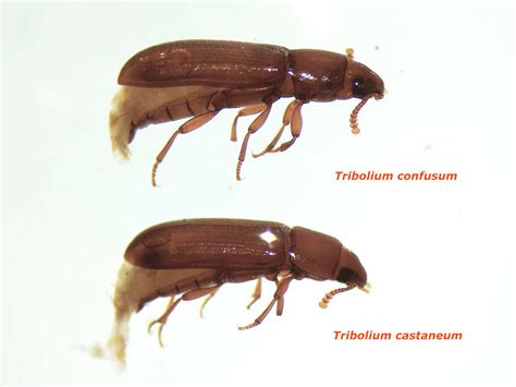 Esquema comparativo de las antenas de Tribolium castaneum y Tribolium confusum