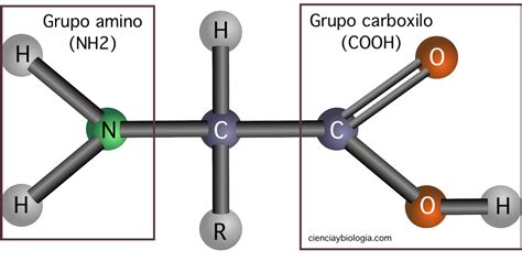 Ilustración de la estructura molecular de un aminoácido mostrando el grupo amino, el grupo carboxilo y la cadena lateral R.