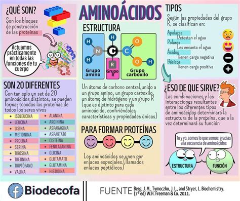 Infografía mostrando cómo los aminoácidos son absorbidos por las raíces y hojas, y transportados a las zonas de crecimiento de la planta.