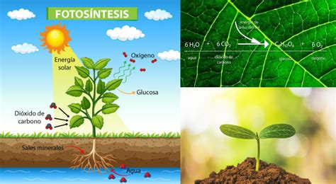 Diagrama mostrando las diversas funciones de los aminoácidos en la planta: fotosíntesis, absorción de nutrientes, resistencia al estrés, crecimiento.