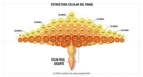 Esquema de celdas hexagonales en una estructura de panal