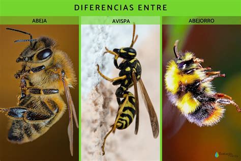 Comparativa visual entre un nido de abeja y un nido de avispa