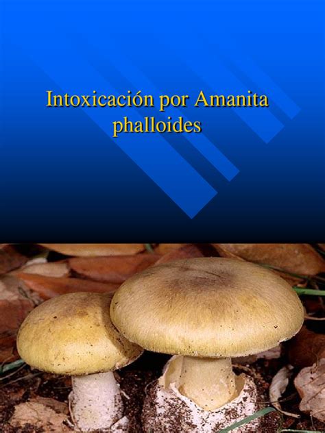 Infografía sobre los síntomas y fases de intoxicación por Amanita Phalloides.