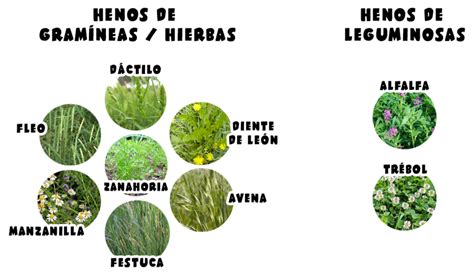 Infografía comparativa de diferentes tipos de heno para conejos (gramíneas vs. leguminosas)