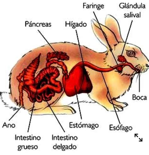 Esquema del sistema digestivo de un conejo, destacando el ciego y la importancia de la fibra.