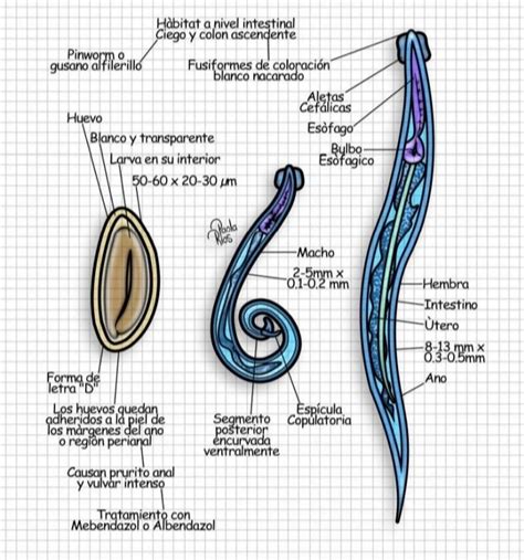 Esquema de la morfología del Enterobius vermicularis (oxiuro)