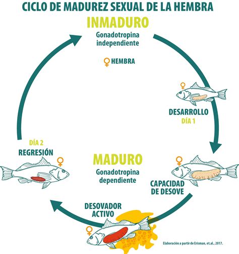 Esquema infográfico del ciclo de vida de la jaiba (Callinectes spp.)