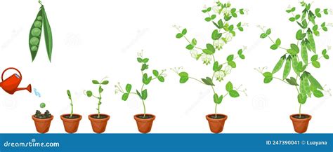 Diagrama del ciclo de vida de la arveja, mostrando las etapas clave de desarrollo y los momentos óptimos para la siembra y cosecha.