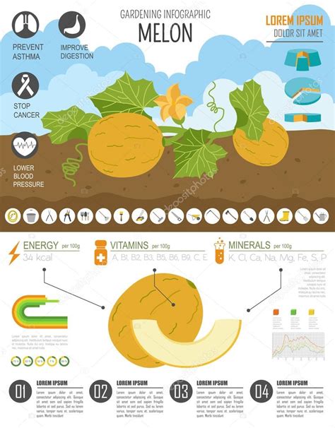 Infografía: Características del Melón