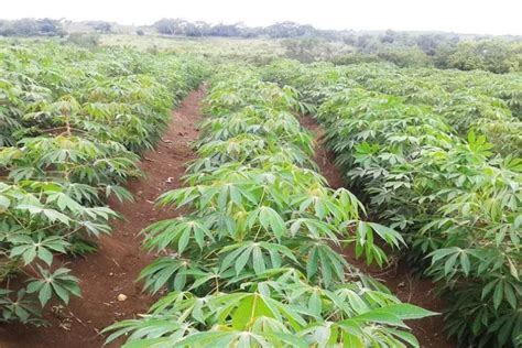 Campo de cultivo de yuca madura bajo un clima tropical