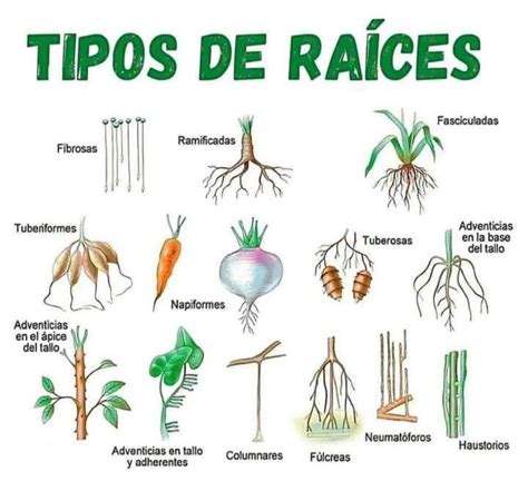 Diagrama de los tipos de deterioro post-cosecha en raíces de yuca