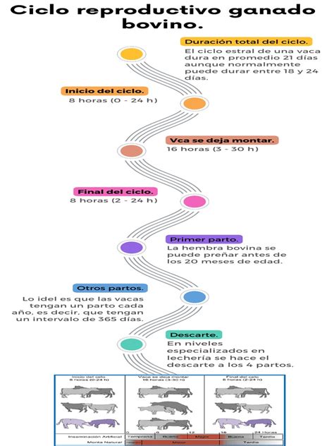 Esquema del ciclo reproductivo y etapas de crecimiento (zoea, megalopa, juvenil y adulto) de la jaiba