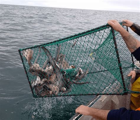 Infografía sobre los métodos de pesca artesanal: trampas y redes de fondo