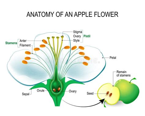 Ilustración detallada de la anatomía de una flor de manzano y diferentes tipos de frutos según su color y tamaño.